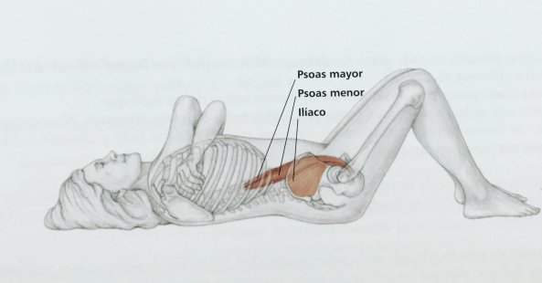 Cuidando de ti y de tu Psoas; músculo vital