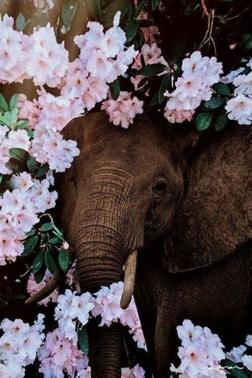 El elefante como animal de poder - Masaje Californiano Barcelona - Zulema Gaia Jasmine